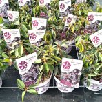 Kalmia širokolistá (Kalmia latifolia) ‘MITTERNACHT’  - výška 20-30 cm, kont.C3L